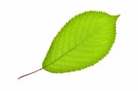Merisier - feuille isolée (Prunus avium)